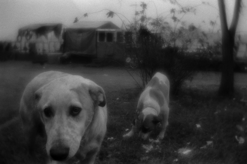 Stray dogs fed up by the inhabitants of the ships which are made