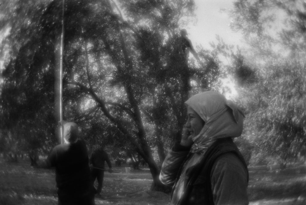 Harvesting the olives for the olive oil making. Women are collec