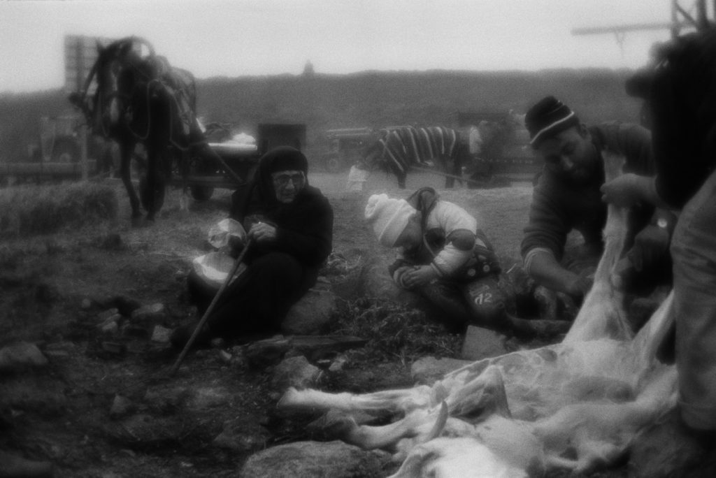 Woman supervises the sheep butchering on the temporary cattle ma