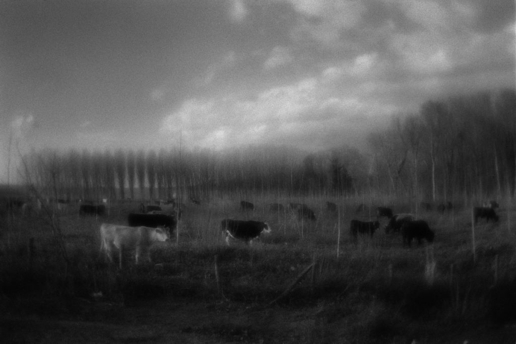 Landscape by the way to Limanköy town (near Bulgarian border).