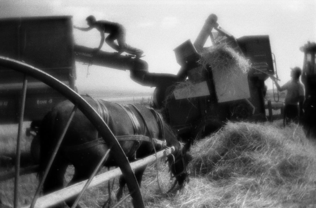 Harvesting the wheat near Erzurum. Turkey, August 2013