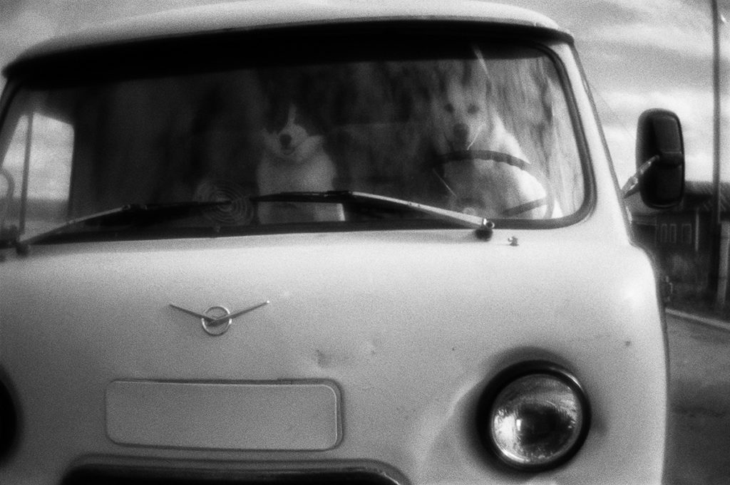 Dogs in the driver's cab waiting for master to go to hunt. 