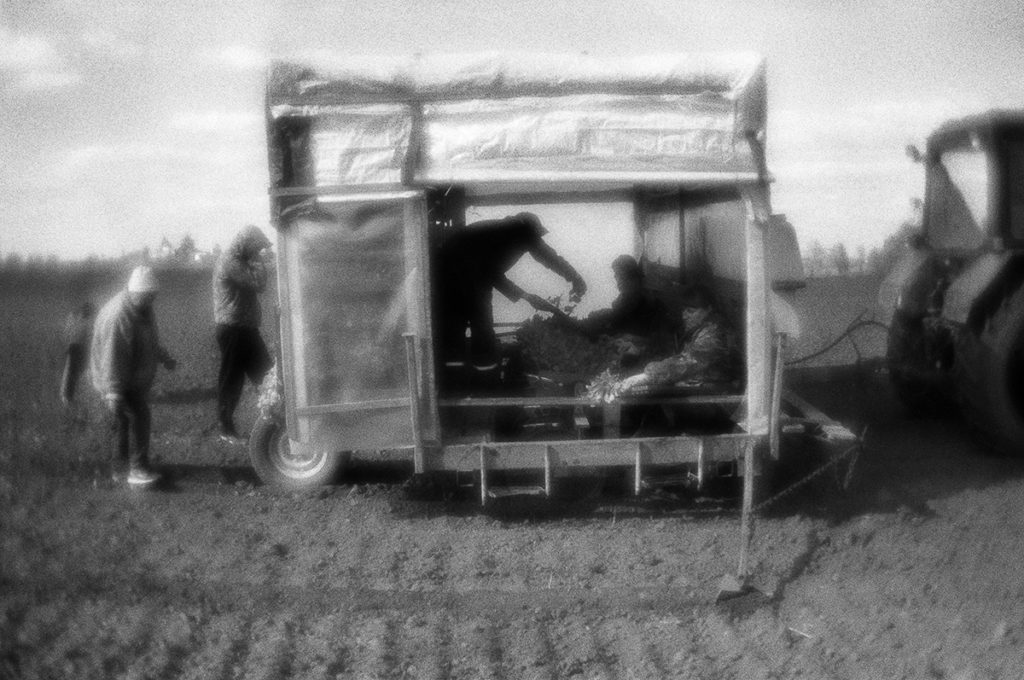 Planting cabbage near Kolomna, Moscow region. May 4, 2017