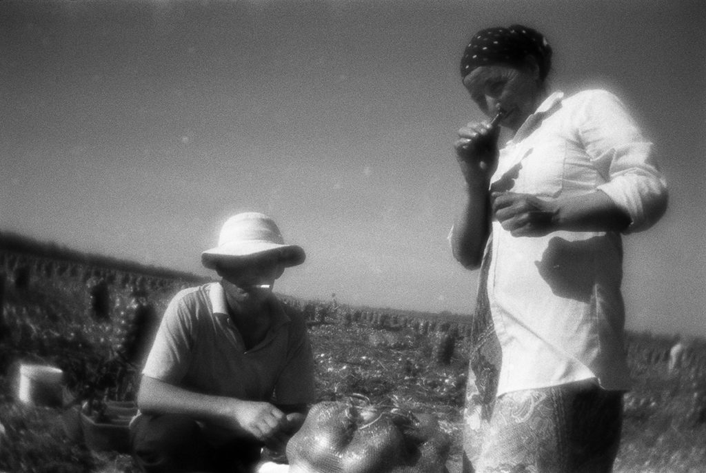 Harvesting onions. Volgograd region, 18.09.2017